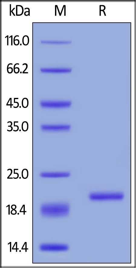 BAFF / TNFSF13B / CD257 Recombinant Protein
