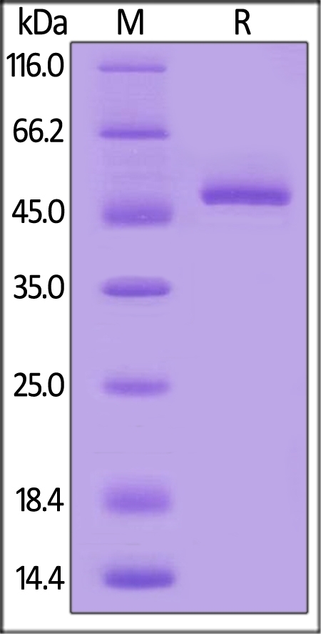 BAFF / TNFSF13B / CD257 Recombinant Protein