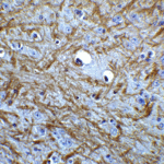 Immunohistochemistry of BAG 1 in mouse brain tissue with BAG 1 Antibody at 5 μg/mL.