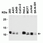 <strong>Figure 3 Western Blot Validation in Human Cell Lines</strong><br>Loading: 15 μg of lysates per lane.Antibodies: BANF1, 4019 (2 μg/mL),  1h incubation at RT  in 5% NFDM/TBST.Secondary: Goat anti-rabbit IgG HRP conjugate at 1:10000 dilution.