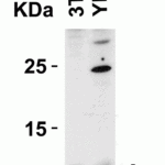 <strong>Figure 4 Western Blot Validation in Mouse and Rat Cell Lines</strong><br>Loading: 15 μg of lysates per lane.Antibodies: BANF1, 4019 (2 μg/mL),  1h incubation at RT  in 5% NFDM/TBST.Secondary: Goat anti-rabbit IgG HRP conjugate at 1:10000 dilution.