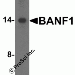 <strong>Figure 2 Western Blot Validation in HeLa Cell Lysate</strong><br>Loading: 15 μg of lysates per lane.Antibodies: BANF1 4019 (1 μg/mL), 1h incubation at RT in 5% NFDM/TBST.Secondary: Goat anti-rabbit IgG HRP conjugate at 1:10000 dilution.