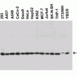 <strong>Figure 2 Western Blot Validation in Human, Mouse and Rat Cell Lines</strong><br>Loading: 15 μg of lysates per lane.Antibodies: BAP31, 3665 (0.5 μg/mL), 1h incubation at RT in 5% NFDM/TBST.Secondary: Goat anti-rabbit IgG HRP conjugate at 1:10000 dilution.