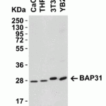 <strong>Figure 3 Western Blot Validation in Human, Mouse (NIH/3T3) and Rat (YB2/0) Cell Lines</strong><br>Loading: 15 μg of lysates per lane.Antibodies: BAP31, 3675 (1 μg/mL), 1h incubation at RT in 5% NFDM/TBST.Secondary: Goat anti-rabbit IgG HRP conjugate at 1:10000 dilution.