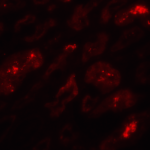 Immunofluorescence of BATF3 in human kidney tissue with BATF3 Antibody at 20 μg/mL.