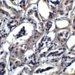Immunohistochemistry of BATF3 in human kidney tissue with BATF3 antibody at 5 μg/mL.