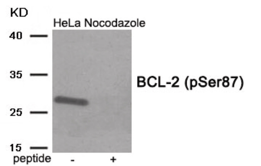 BCL-2 (phospho Ser87) Antibody