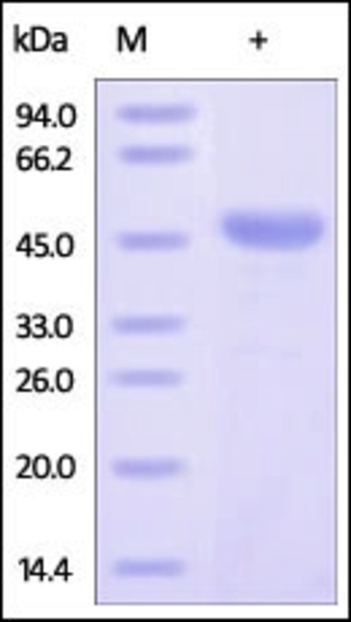 BCL2L1 Recombinant Protein