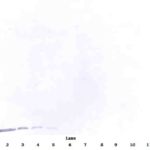 To detect hBD-1 by Western Blot analysis this antibody can be used at a concentration of 0.1 - 0.2 ug/ml. Used in conjunction with compatible secondary reagents the detection limit for recombinant hBD-1 is 1.5 - 3.0 ng/lane, under either reducing or non-reducing conditions.