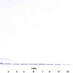 To detect hBD-1 by Western Blot analysis this antibody can be used at a concentration of 0.1 - 0.2 ug/ml. Used in conjunction with compatible secondary reagents the detection limit for recombinant hBD-1 is 1.5 - 3.0 ng/lane, under either reducing or non-reducing conditions.