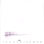 To detect hBD-4 by Western Blot analysis this antibody can be used at a concentration of 0.1 - 0.2 ug/ml. Used in conjunction with compatible secondary reagents the detection limit for recombinant hBD-4 is 1.5 - 3.0 ng/lane, under either reducing or non-reducing conditions.