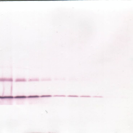 To detect hBDNF by Western Blot analysis this antibody can be used at a concentration of 0.1-0.2 ug/ml. Used in conjunction with compatible secondary reagents the detection limit for recombinant hBDNF is 1.5-3.0 ng/lane, under either reducing or non-reducing conditions.