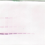 To detect hBDNF by Western Blot analysis this antibody can be used at a concentration of 0.1-0.2 ug/ml. Used in conjunction with compatible secondary reagents the detection limit for recombinant hBDNF is 1.5-3.0 ng/lane, under either reducing or non-reducing conditions.