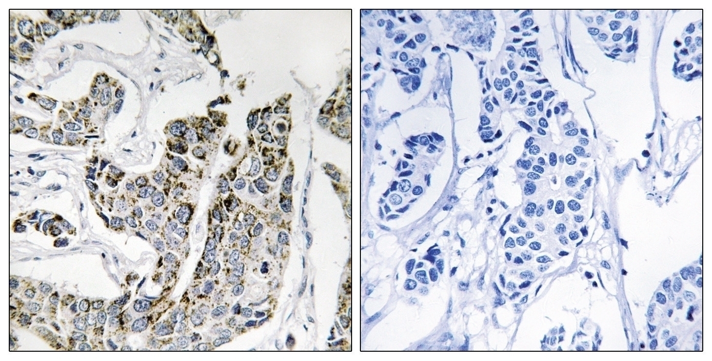 BLK (phospho Tyr501) Antibody
