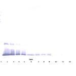 To detect hBMP-2 by Western Blot analysis this antibody can be used at a concentration of 0.1 - 0.2 mg/ml. Used in conjunction with compatible secondary reagents the detection limit for recombinant hBMP-2 is 1.5 - 3.0 ng/lane, under either reducing or non-reducing conditions.