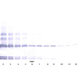 To detect hBMP-2 by Western Blot analysis this antibody can be used at a concentration of 0.1 - 0.2 mg/ml. Used in conjunction with compatible secondary reagents the detection limit for recombinant hBMP-2 is 1.5 - 3.0 ng/lane, under either reducing or non-reducing conditions.