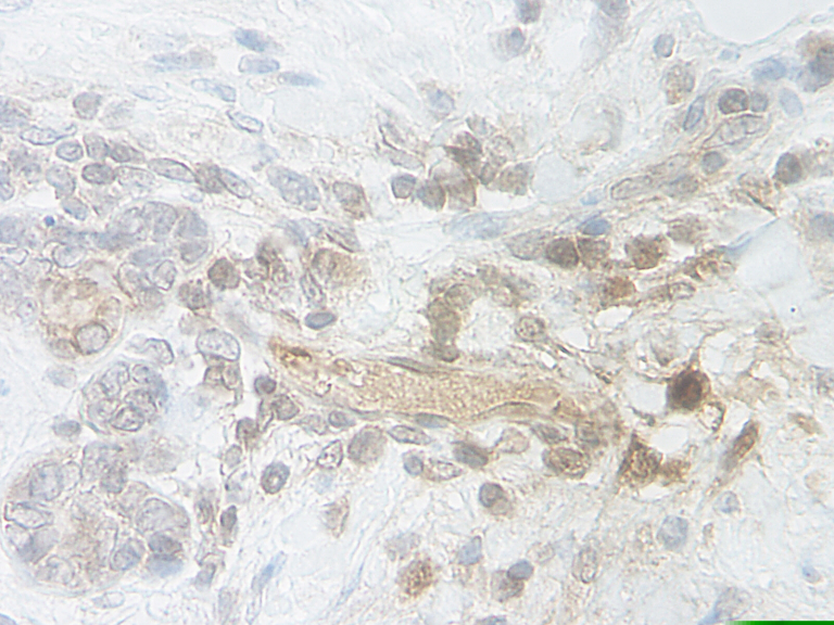 BMP-7 Antibody [M123-11A]