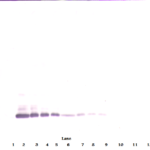 To detect hBMP-7 by Western Blot analysis this antibody can be used at a concentration of 0.1 - 0.2 ug/ml. Used in conjunction with compatible secondary reagents the detection limit for recombinant hBMP-7 is 1.5 - 3.0 ng/lane, under either reducing or non-reducing conditions.