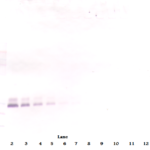 To detect hBMP-7 by Western Blot analysis this antibody can be used at a concentration of 0.1 - 0.2 ug/ml. Used in conjunction with compatible secondary reagents the detection limit for recombinant hBMP-7 is 1.5 - 3.0 ng/lane, under either reducing or non-reducing conditions.