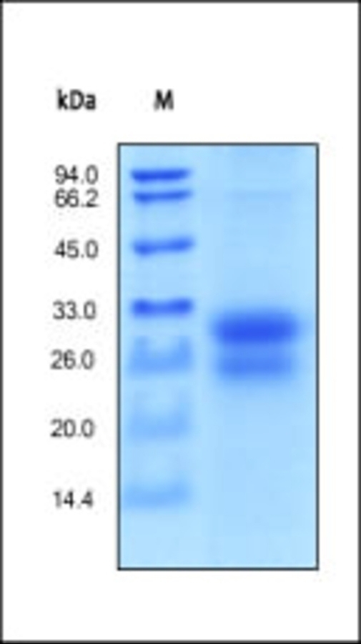 BMPR1A Recombinant Protein