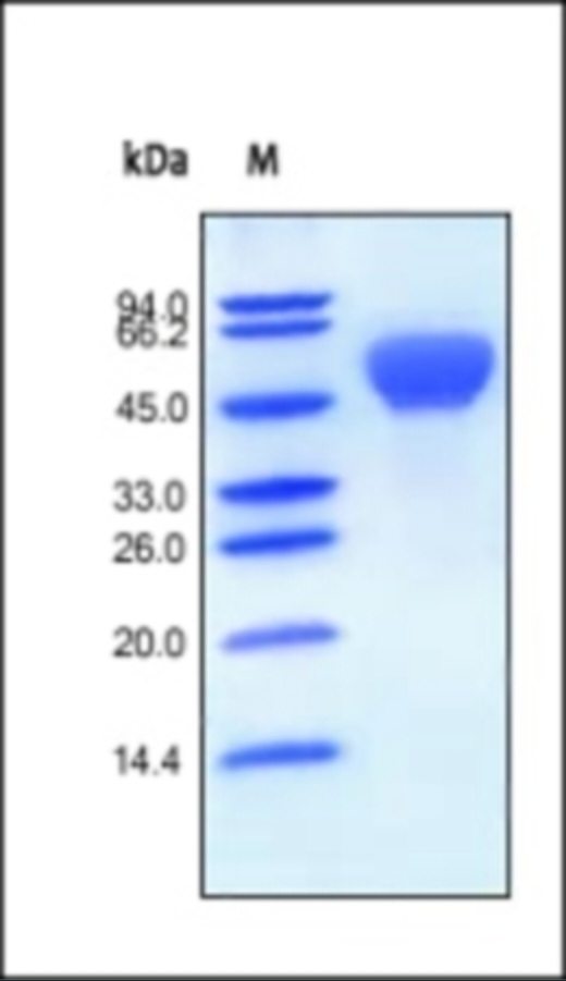 BMPR1A Recombinant Protein