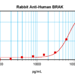 To detect hBRAK by sandwich ELISA (using 100 ul/well antibody solution) a concentration of 0.5 - 2.0 ug/ml of this antibody is required. This antigen affinity purified antibody, in conjunction with ProSci’s Biotinylated Anti-Human BRAK (38-159) as a detection antibody, allows the detection of at least 0.2 - 0.4 ng/well of recombinant hBRAK.