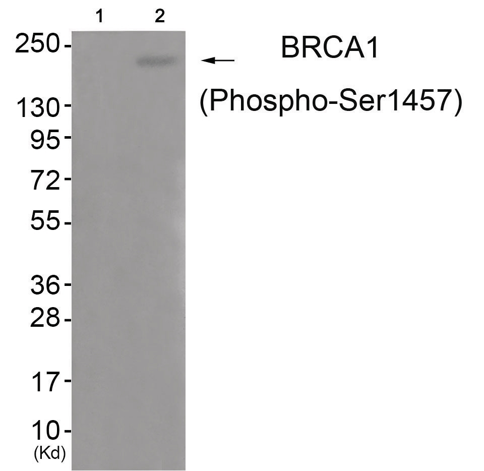 BRCA1 (phospho Ser1457) Antibody