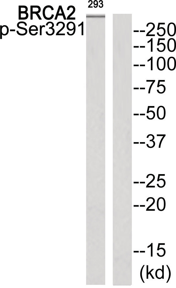 BRCA2 (phospho Ser3291) Antibody