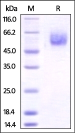 BTLA Recombinant Protein