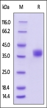 BTN1A1 Recombinant Protein