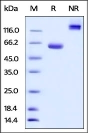 BTN1A1 Recombinant Protein