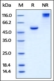 BTN3A1 Recombinant Protein