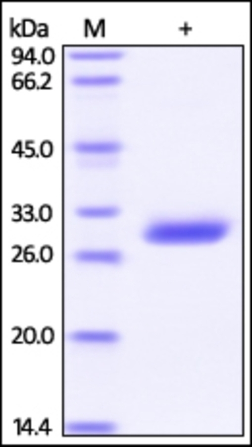 BTN3A3 Recombinant Protein