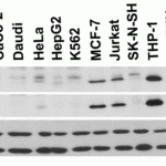 <strong>Figure 2 Independent Antibody Validation (IAV) via Protein Expression Profile in Cell Lines</strong><br>Loading: 15 μg of lysates per lane.Antibodies: Bcl-2 3335, (2 μg/mL), Bcl-2 3337, (2 μg/mL), beta-actin (1 μg/mL) and GAPDH (0.02 μg/mL), 1h incubation at RT in 5% NFDM/TBST.Secondary: Goat anti-rabbit IgG HRP conjugate at 1:10000 dilution.