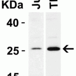 <strong>Figure 3 Western Blot Validation in Human Cell Lines</strong><br>Loading: 15 μg of lysates per lane.Antibodies: Bcl-2 3337, (2 μg/mL), 1h incubation at RT in 5% NFDM/TBST.Secondary: Goat anti-rabbit IgG HRP conjugate at 1:10000 dilution.