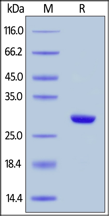 BenzNuclease DNA and RNA Nuclease (Ultra Pure, Protease Free) Recombinant Protein