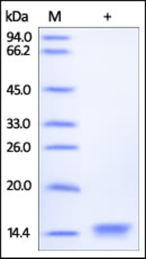 Beta 2 microglobulin Recombinant Protein