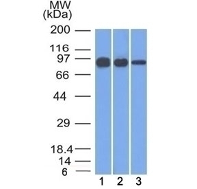 Beta Catenin Antibody [12F7]