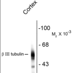 Western blot of rat cortex lysate showing specific immunolabeling of the ~55k beta III tubulin protein.