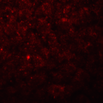 Immunofluorescence of Betatrophin in rat liver tissue with Betatrophin Antibody at 20 μg/mL.