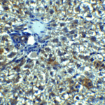 Immunohistochemistry of Betatrophin in rat liver tissue with Betatrophin Antibody at 5 μg/mL.