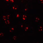 <strong>Figure 6 Immunofluorescence Validation of BIM in K562 Cells</strong><br>Immunofluorescent analysis of 4% paraformaldehyde-fixed K562 cells labeling Bim with 2065 at 20 μg/mL, followed by goat anti-rabbit IgG secondary antibody at 1/500 dilution (red).