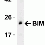 <strong>Figure 5 Western Blot Validation in Rat Myeloma Cell line</strong><br>Loading: 15 μg of rat myeloma YB2/0 cell lysate per lane.Antibodies: BIM 2065, (0.5 μg/mL), 1h incubation at RT in 5% NFDM/TBST.Secondary: Goat anti-rabbit IgG HRP conjugate at 1:10000 dilution.