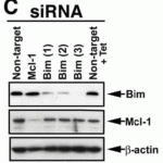 <strong>Figure 9 WB KD Validation of BIM in 293 Cells (Han et al., 2010) </strong><br>Western blot analysis with anti-BIM antibodies was performed for BIM in 293 cells transfected with control siRNA or BIM siRNA. BIM expression was disrupted after BIM siRNA knockdown.