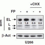 <strong>Figure 10 Regulated Expression Validation of BIM in U266 Cells (Chen et al., 2012) </strong><br>Immunoblot analysis was carried out to monitor protein expression of 3 isoforms (EL, L, and S) of Bim with anti-BIM antibodies. BIM expression was up-regulated by flavopiridol treatment, which was blocked by Cycloheximide in U266 cells.