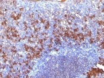 Biotin Antibody [SPM375]