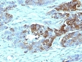 Blood Group Antigen H Type 2 Antibody [19-OLE]