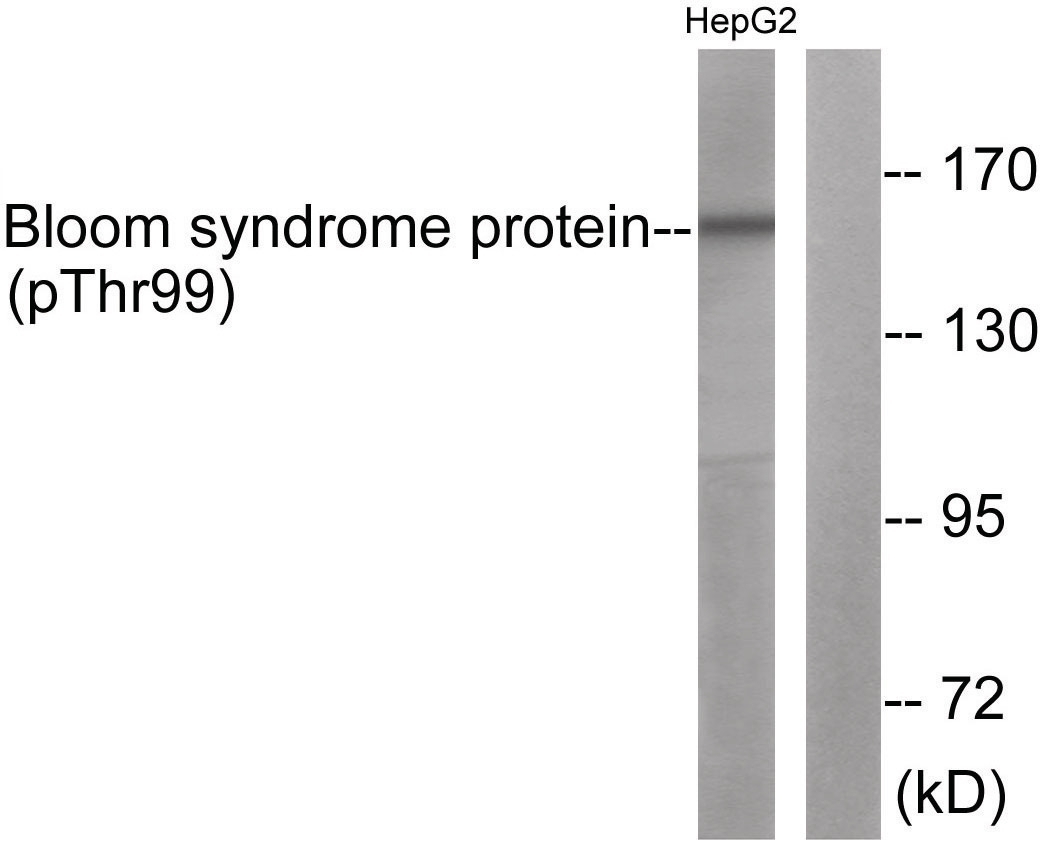 Bloom Syndrome (phospho Thr99) Antibody