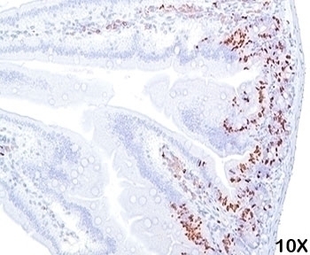 BrdU Antibody [BRD469]