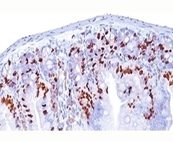 BrdU Antibody [BRD494]